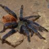 Chromatopelma cyaneopubescens 1.5"