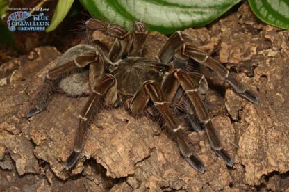 Theraphosa stirmi