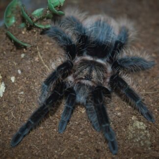 Tliltocatl albopilosum “Nicaragua”