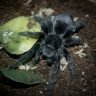 Grammostola pulchra 1/2"