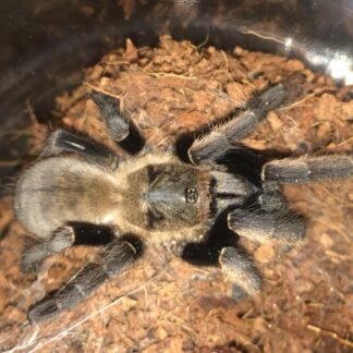 Ornithoctonus aureotibialis