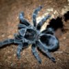 Grammostola pulchripes