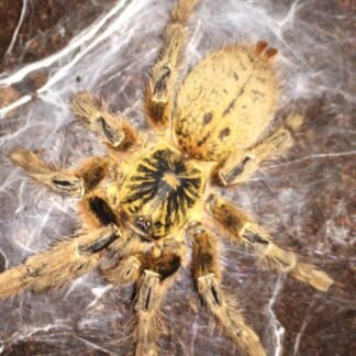 Pterinochilus murinus usambara Female