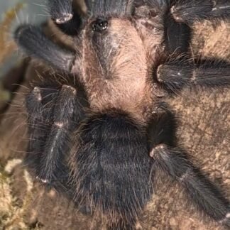 Phormingochilus hatihati — Female