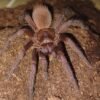 Citharognathus cyaneus- 1/4"
