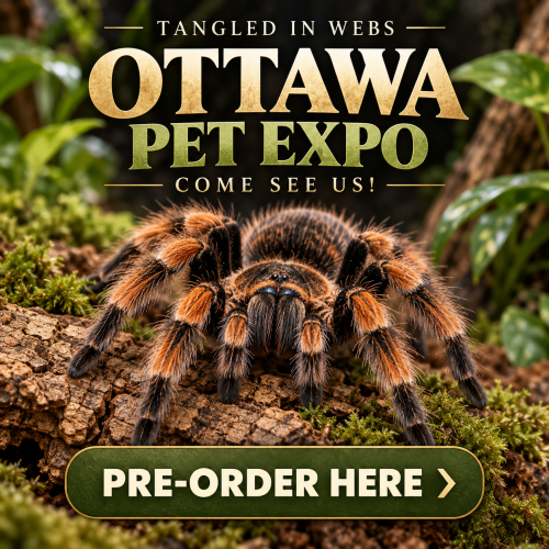 Tarantula at Ottawa Pet Expo